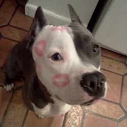 tom-sits-like-a-whore:   recorrupted:   vegasmo: The only kind of marks you should ever leave on a dog.  I’ve reblogged this photo so many times &amp; that’s my favorite comment on a photo in the history of the world.  always give doggies kisses,