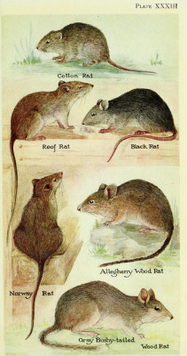 wapiti3:  Field book of North American mammals; descriptions of every mammal known north of the Rio Grande, together with brief accounts of habits, geographical ranges, etc., by H. E. Anthony on Flickr. Publication info New York,G. P. Putnam’s Sons,1928.