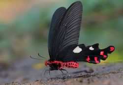 somersault1824:  Great Windmill butterfly, Atrophaneura dasarada, found in Asia. In some regions, is known as the Butterfly of Death. via fellowshipoftheminds.com #naturephotography http://ift.tt/PZ34fr 