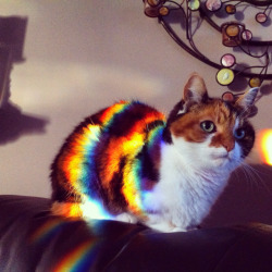 peggys-magic-sex-feet:  peggys-magic-sex-feet:  fantasticcatadventures:  the real nyan cat  this cat knows the secret to life but he doesn’t think we deserve it. look at that grim face.  &ldquo;I can’t save these people&rdquo; 