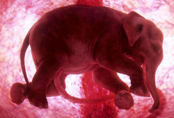 National Geographic  Documentary called “Extraordinary Animals in the Womb”