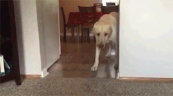 sizvideos:  Dog Conquers Fear of Stepping onto CarpetVideo