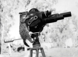 Un opossum grimpe sur une caméra en lieu et place de l'opérateur, Australie, 1943. 