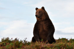 fuck-yeah-bears:  Brown bear on the hill by Erik Mandre