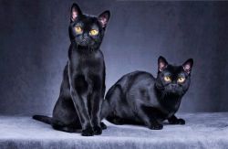 gatitos-negros:  Two black cats sitting together (by Alexandra Draghici) 