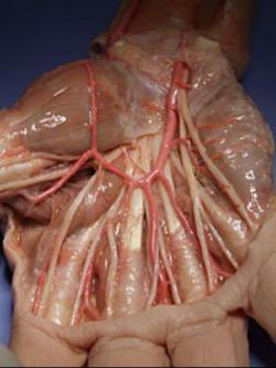 Hand, under the skin