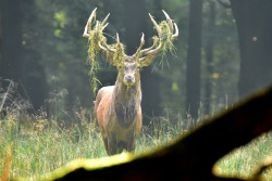90377: Rothirsch - red deer - Cervus elaphus by Olaf Kerber  Website | Instagram | Facebook  