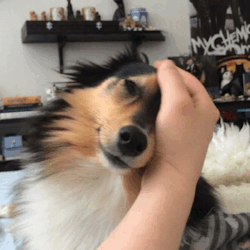 spartathesheltie:This is our ‘good morning’