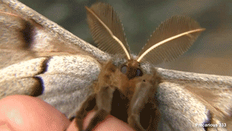A Polyphemus Moth‘s (Antheraea polyphemus) dramatic ...