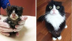 leavingourwarbehind:  coralcypress:  funnycatsgif-com:  Cats who survived and became beloved!http://funnycatsgif.com/  Save the meow meows  this made me real cry