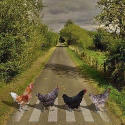 ginnabelle:  likewhiskeyandtheocean:  bootyanddoubloons:  Lol …..  Why ? ..  no really …  Why are they crossing the road ….  can someone please answer this for me ….    That wouldn’t be Abbey Road, would it?