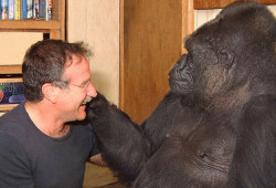  Koko the gorilla is a resident at the Gorilla Foundation in Woodside, CA and communicates understands spoken english and uses over 1,000 signs to share her feelings and thoughts on daily life. After the first call about Robin’s passing, Koko came to