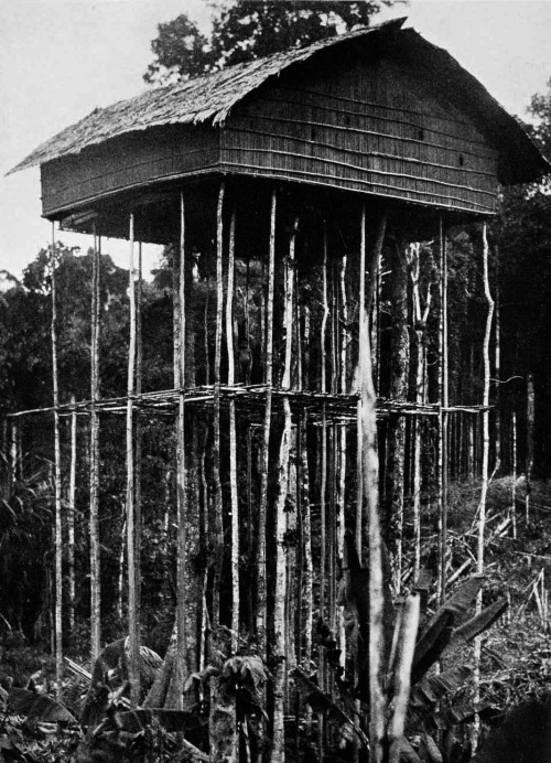 picard-schreckensberger:  Stilt Pole HousePygmy Village Papua New Guinea 1929