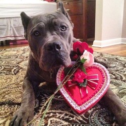 haiku-robot: running-dog:   molosseraptor:  If you don’t have a valentine, Marius has you covered.   He’s a gentleman, a scholar, and a very good boy with enough love to go around  Delighted to accept a valentine from such a gracious gentleman   delighted