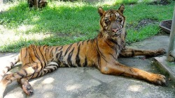 glitterysunburns:    dash-of-dark:   I am in Tears. The animals at the DISGUSTING , HORRIFYING ‘ZOO’ (if you can call it that) of Surabaya are BEING CAGED, NOT FED, MALNOURISHED,ABUSED. THERE ARE OVER 2000 ANIMALS. 2000 There are even MORE HORRIFIC