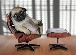 alecstasy:LOOK AT THIS PUG SITTING IN A CHAIR LIKE IS IT A GIANT PUG OR IS IT A MINI CHAIR? I DONT KNOW THIS IS MY NEW FAVORITE PICTURE ON THE INTERNET 