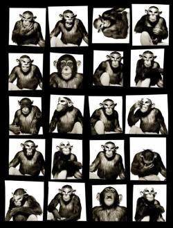 emigrejukebox:  Albert Watson: Monkeys with Mask, 1994