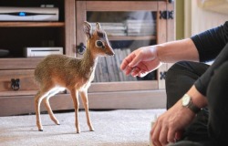 insideachrysaliswrithing:  tournesolmange-homme:  Aluna the dik dik is only 8 inches tall. She didn’t bond with her mother, so she’s being raised by hand by the luckiest zookeeper ever at the Chester Zoo.  OHHHHHHHH MY GOOOOOOOOOOD 
