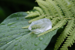 innoitus:  My crystal quartz in rain. Crystal quartz is a very magical stone. It is known as the “Master Healer”. It amplifies energy and thought as well as the effect of other crystals. Crystal quartz enhances psychic abilities. It is used particularly