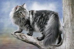  NORWEGIAN FOREST CATS  Freakin&rsquo; majestic