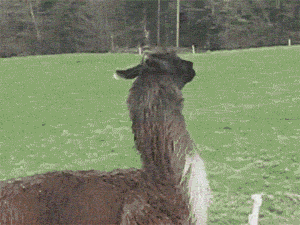 baby-perv:  ladyamarra:  lexlifts:  alyssaaraee:  i didn’t know alpacas were so majestic  it is my goal to have one of these in my backyard when i am older   bouncy, bouncy, bouncy… sheep get out the way! Bouncy, BouncY  im in love 