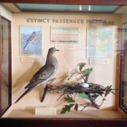 thebrainscoop:  Remember Martha, the last of her kind, who died on this day a century ago. September 1st marks the extinction of the passenger pigeon, a species of North American bird with incomparable population numbers before they were completely eradic