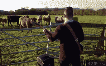 4gifs:Cows don’t want to rock out to a bass guitar solo. [video]
