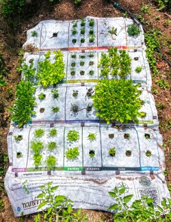 wanderblog:  treehugger:  The Nourishmat comes with everything you need to start growing organic vegetables: seeds, fertilizer and know-how.  The mats last about 5 years and are printed with nontoxic ink that won’t leach into the soil. The mats use