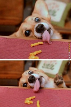 dank-doggos:  Me when I’m trying to sneak eat someone else’s food.