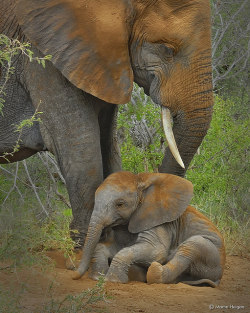 funnywildlife:  Elephant calf taking a dust bath by Martin_Heigan on Flickr.A baby elephant calf taking a dust bath with mom (Kruger National Park, South Africa).