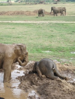 incubic:  acadenza:  mrscalypsojackson:  imperfectwriting:  wanderlusity:  tigerrcat:  tai-kwon-joe:  Sometimes, the adolescent elephant will throw itself upon the ground as a sign of extreme emotional distress, commonly known as a “tantrum.”  i am