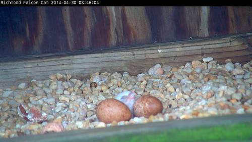 A picture of two eggs and a newly hatched chick
