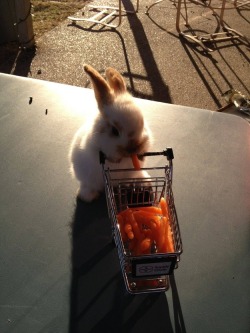lookatthislittlething:  buzzfeed:  Oh my God the shopping cart is full of carrots.  What?!?!?!!?!?!!! 