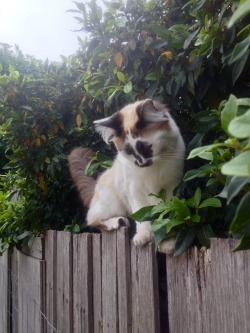 peach-confetti:wunderlast:  telescopics:he loves this fence  wow that is the most beautiful cat i have ever seen oh wow!!  🌿🌿🌿