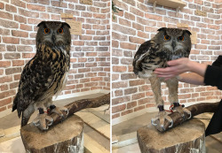 sixpenceee:  Yeah apparently owls have long legs.