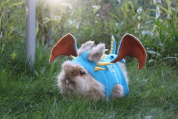flygex-eatin-on-softies:  reberrycosplayandcostuming:  &ldquo;I am fire, I am death, I am fluff.&rdquo;Spent today dressing up my pet rabbits Sunshine and Hazel as Stormfly and Toothless from “How To Train Your Dragon”. Cutness overload achieved.