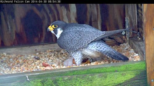 An image of the male peregrine falcon with a chick