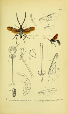 wapiti3:  Journal of entomology Netherlands,-1875-1996. on Flickr. Via Flickr: BHL Collections: Ernst Mayr Library of the MCZ, Harvard University Smithsonian Libraries 