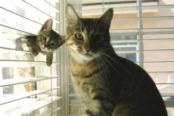 miss-midna:  moms &amp; kittens 