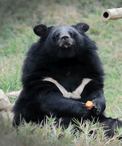 biomorphosis:  Asiatic Black Bear, also known as the “Moon Bear”- due to their crescent moon shape white fur located on their chest. They are critically endangered because their gallbladder is being extracted for bile, used in Chinese Medicine costing
