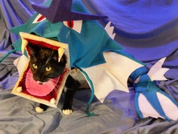 cat-cosplay:  cat-cosplay:  Gyarados used BLEP!  But nothing happened!  GYARADOS used AWKWARD STARE!It’s Super Effective!