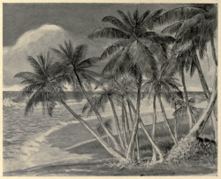 nemfrog:  “Coral island (atoll), looking seaward, showing line of breakers.” Animal life. 1900. 