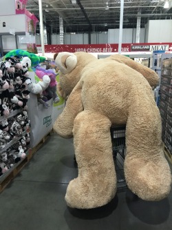 musicmaniac1825:  asian:  I watched the Shia labeouf’s motivational video last night and felt really inspired. So I went out and bought a Costco bear that I’ve always wanted  Don’t let dreams be dreams.   Inspiration