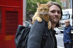 mutenostrilagony:  sephiramy:  ourloveissemperfii:  &ldquo;One day in the subway, James saw a red cat with a wound to the leg that likely resulted from a fight with another cat. It was obvious that the cat needed help. James could not pass and took the