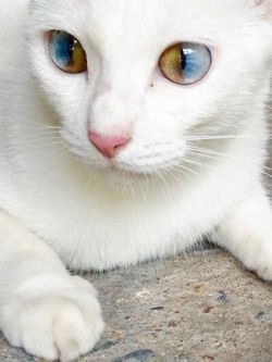 peachpetrichor: If anyone happens to be wondering, this is called “Secular Heterochromia”