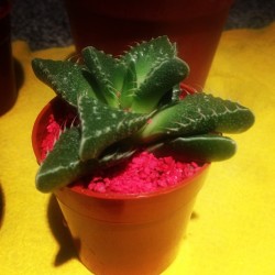 #cactus #robert :3
