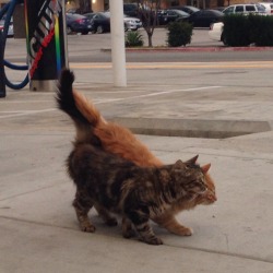 immortalism:  haverchuckyou:  i saw these little guys at the gas station today &amp; they were practically glued at the hip?!   