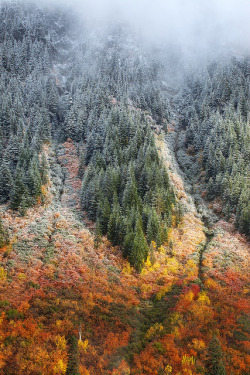 tulipnight:When Seasons Collide  by Blue Hour on Flickr.