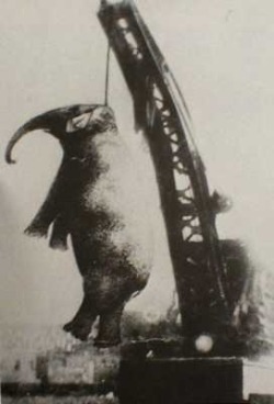 Mary (1888-1916) Circus elephant who, being fed up with the mistreatment by her handler in 1916 lashed out against the humans. In response, the humans decided to hang her