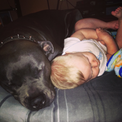 my boys lol I post this picture when people talk bad about pitbulls my kids pull on his ears bite em all kinda shit and hes never bit them or snapped